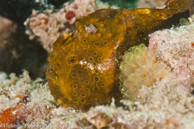 Peixe sapo - Frogfish