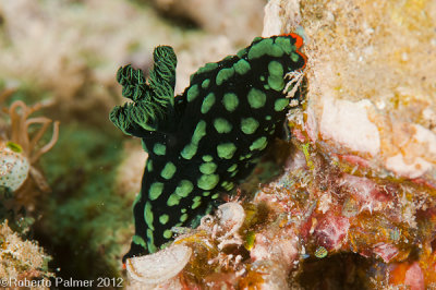 Nudibranquio - Nembrotha cristata