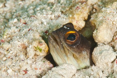 Gold-spec Jawfish