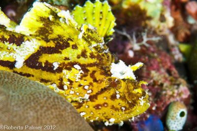 Peixe folha - Leaf fish