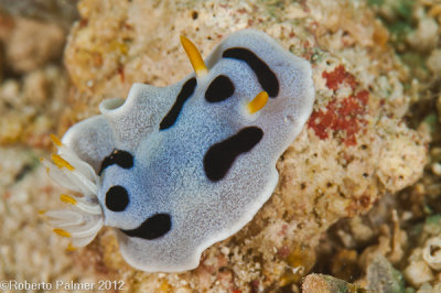 Nudibranquio - Chromodoris dianae