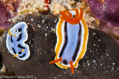 Nudibranquio - 7