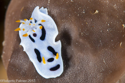 Nudibranquio - 8