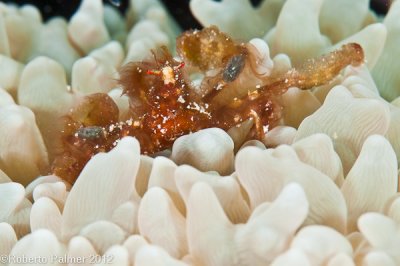 Orang-utan crab