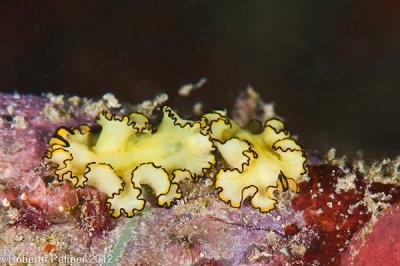 Flatworm