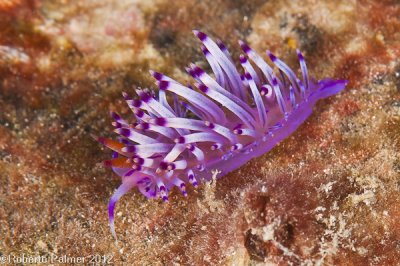 Nudibranquio - Flabellina rubrolineata