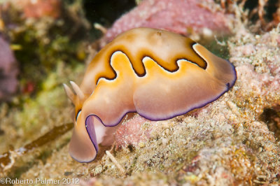 Nudibranquio - 11