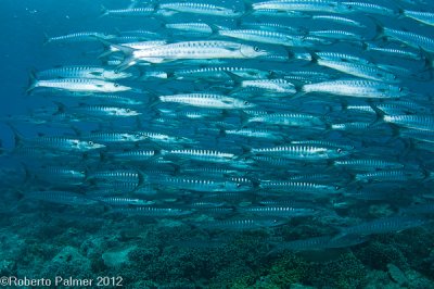 Barracudas