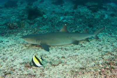 Tubaro Galha branca - Whitetip shark