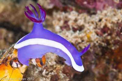 Nudibranquio - Hypselodoris bullockii-2