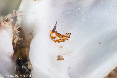 Nudibranquio - 14