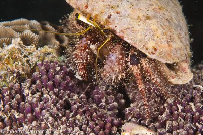 Ermito