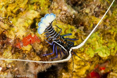 Lagosta azul - Blue Lobster