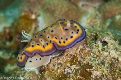 Nudibranquio - 15