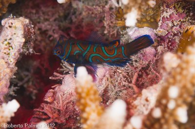 Mandarin fish