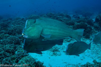 Bumphead parrotfish