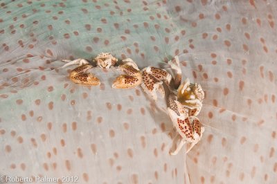 Porcelain Crab