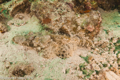 Peixe crocodilo