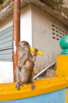 Batu Caves-8