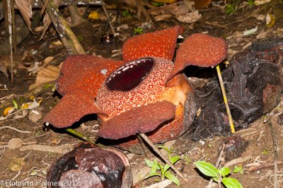 Rafflesia