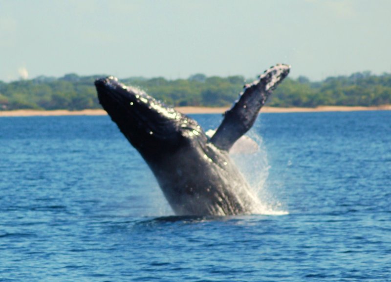 Breaching Whale