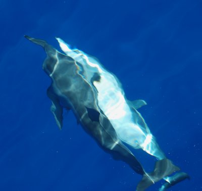 Dolphins playing