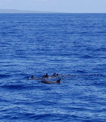 More dolphins