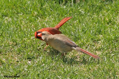 Cardinal rouge B comportement nuptial  Repentigny19-04-2012.jpg