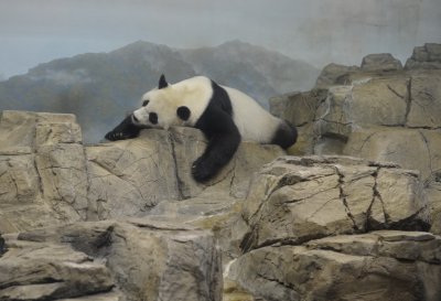 Seemingly one of those very rare animals is pregant. They told us so in the news.