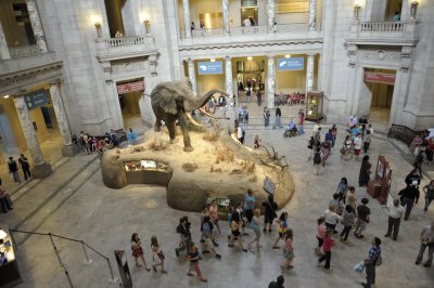 The entrance hall of the Museum of Natural History.