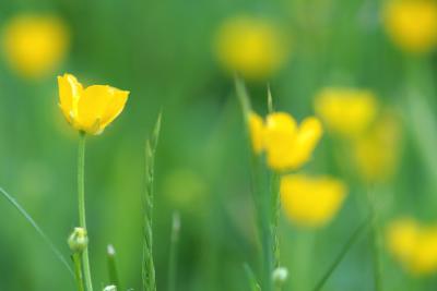 Buttercup.jpg
