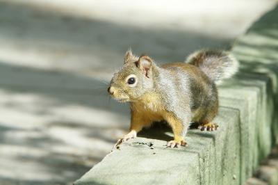 wildlife