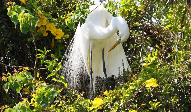 Contemplating a Nest Amongst the Flowers