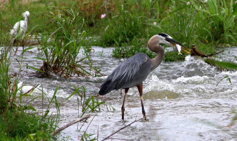 Heron and Snowy egret fish in raging water in Bonnet Carre Spillway