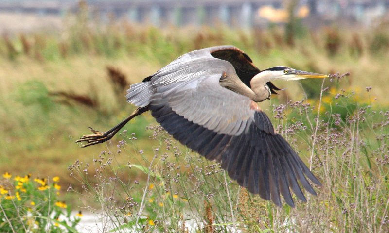 Great Blue Heron in Spillway