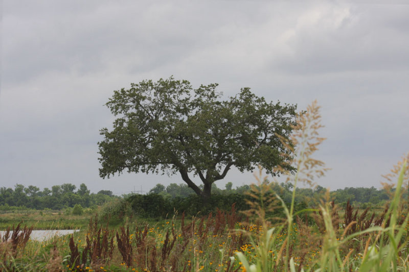 Live Oak (Quercus virginiana)