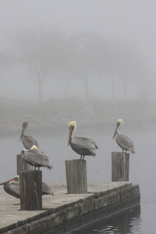 Louisiana Pelicans in Fog