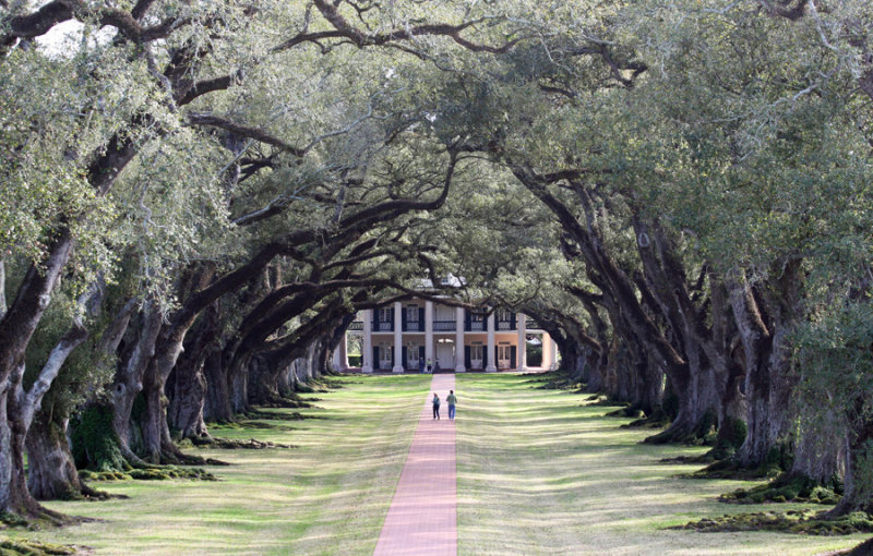 Oak Alley from a higher view