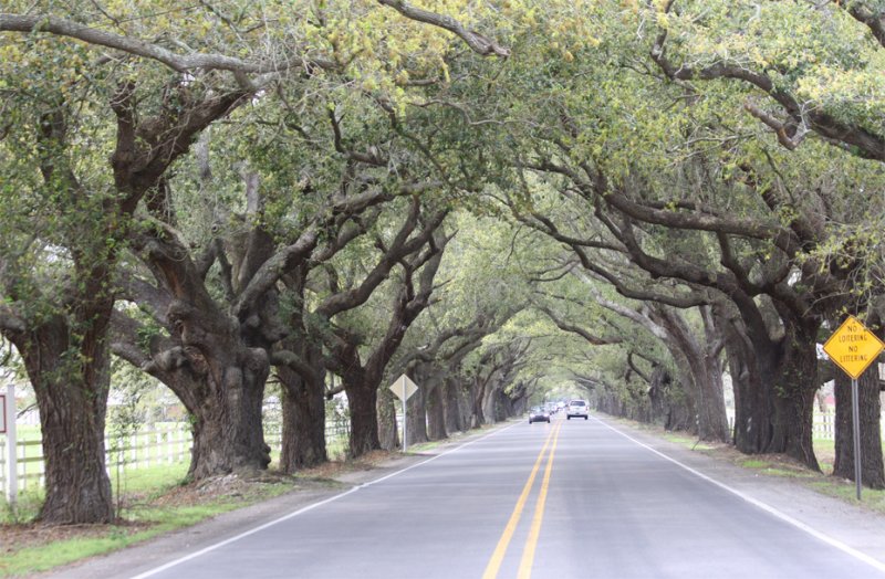 Live Oaks in St. Bernard Parish