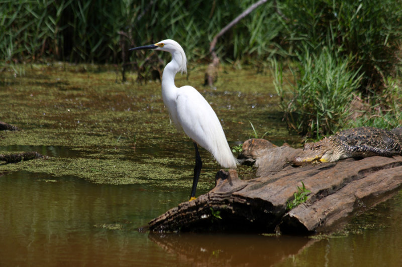 Snowy Egret and Alligator