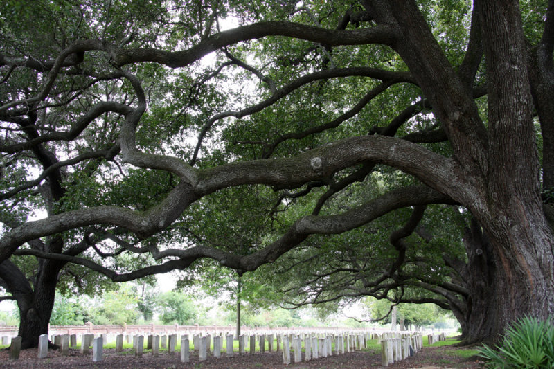 Chalmette Cemetery - Battle of 1812 History