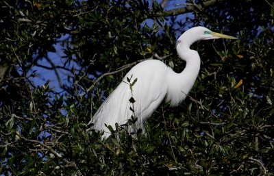 Great Egret in Breeding Colors