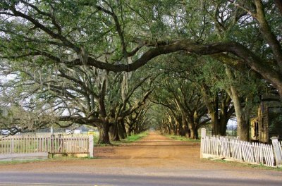 Morning in the Oaks