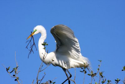 Egret with Material for the Nest