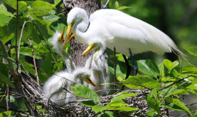 Great White Egret with Babies