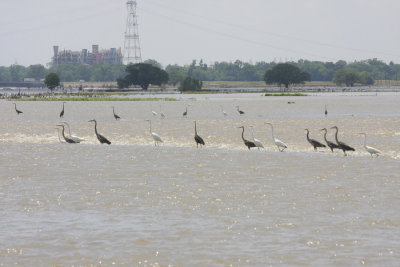 Herons and Egrets Wait for Fish Coming Through Spillway Locks