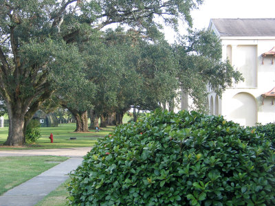 Carville grounds with ancient live oaks