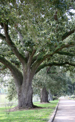 Carville's ancient live oaks near the Mississippi River Road