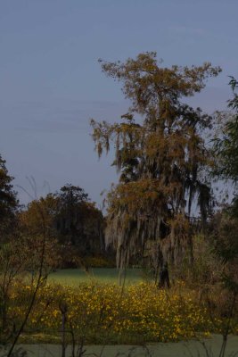 Autumn in the Wetlands of Louisiana
