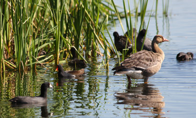 Lone Goose